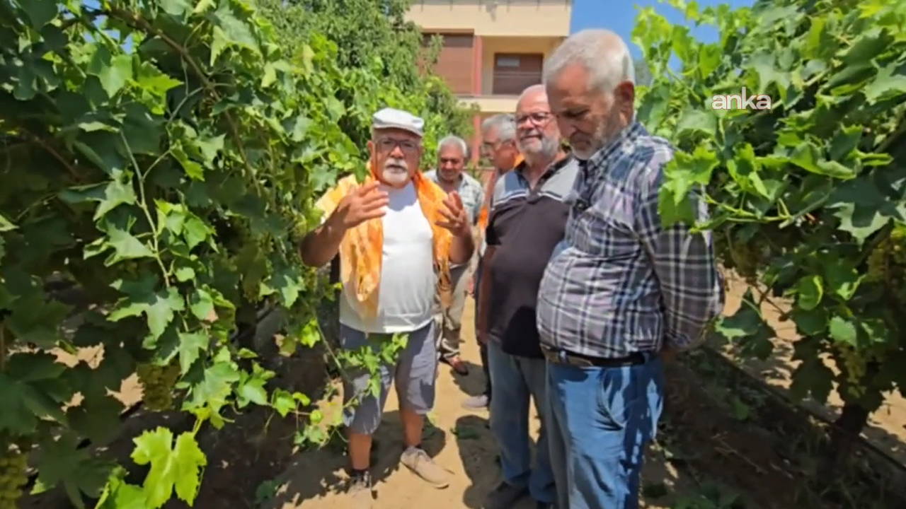 Alaşehir'de üzüm üreticilerinden taban fiyat isyanı: 'Geçinemiyoruz