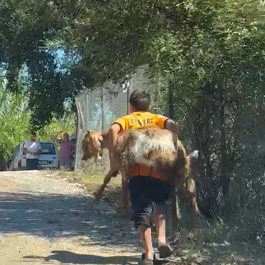 Alevlerin Ortasında Kahramanlık: Kuzenler Rahatsızlanan Keçiyi Sırtlarında Taşıdı