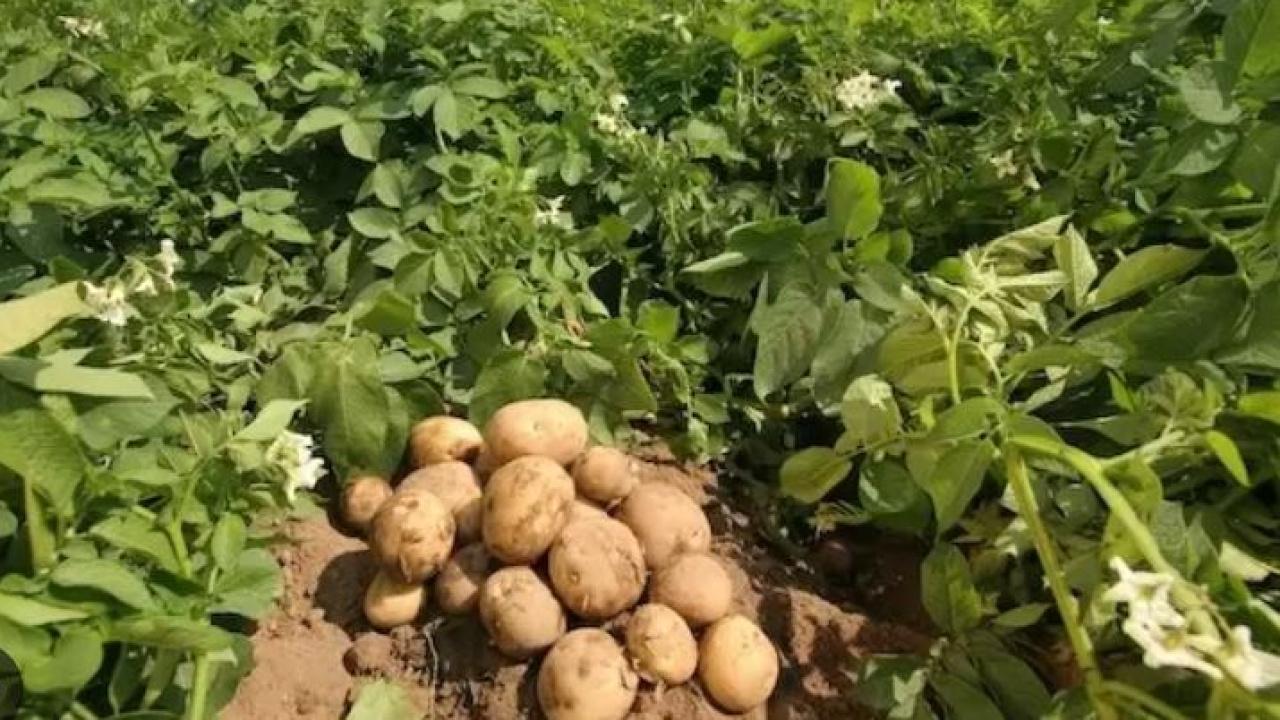 Almanya'da patates fiyatları yüzde 11,3 arttı