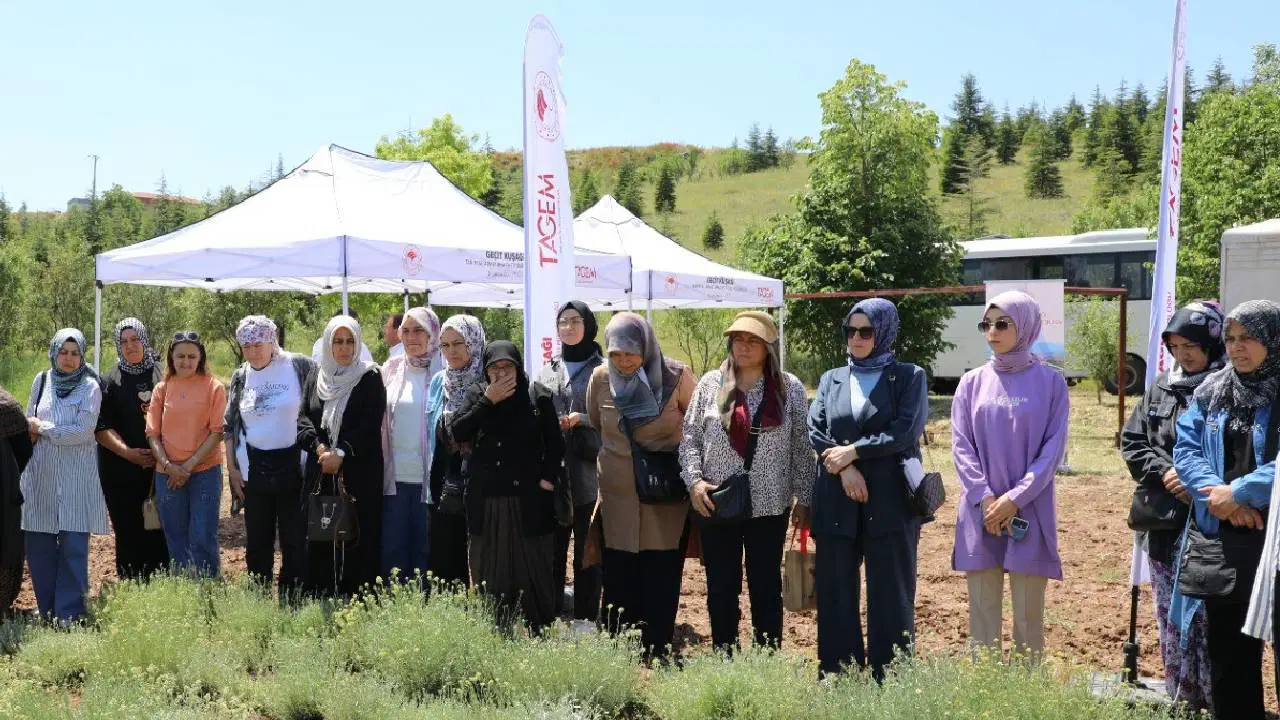 Zorlu Koşullarda Yetişen Altın Otu, Çiftçiye Yüksek Gelir Kapısı Oldu