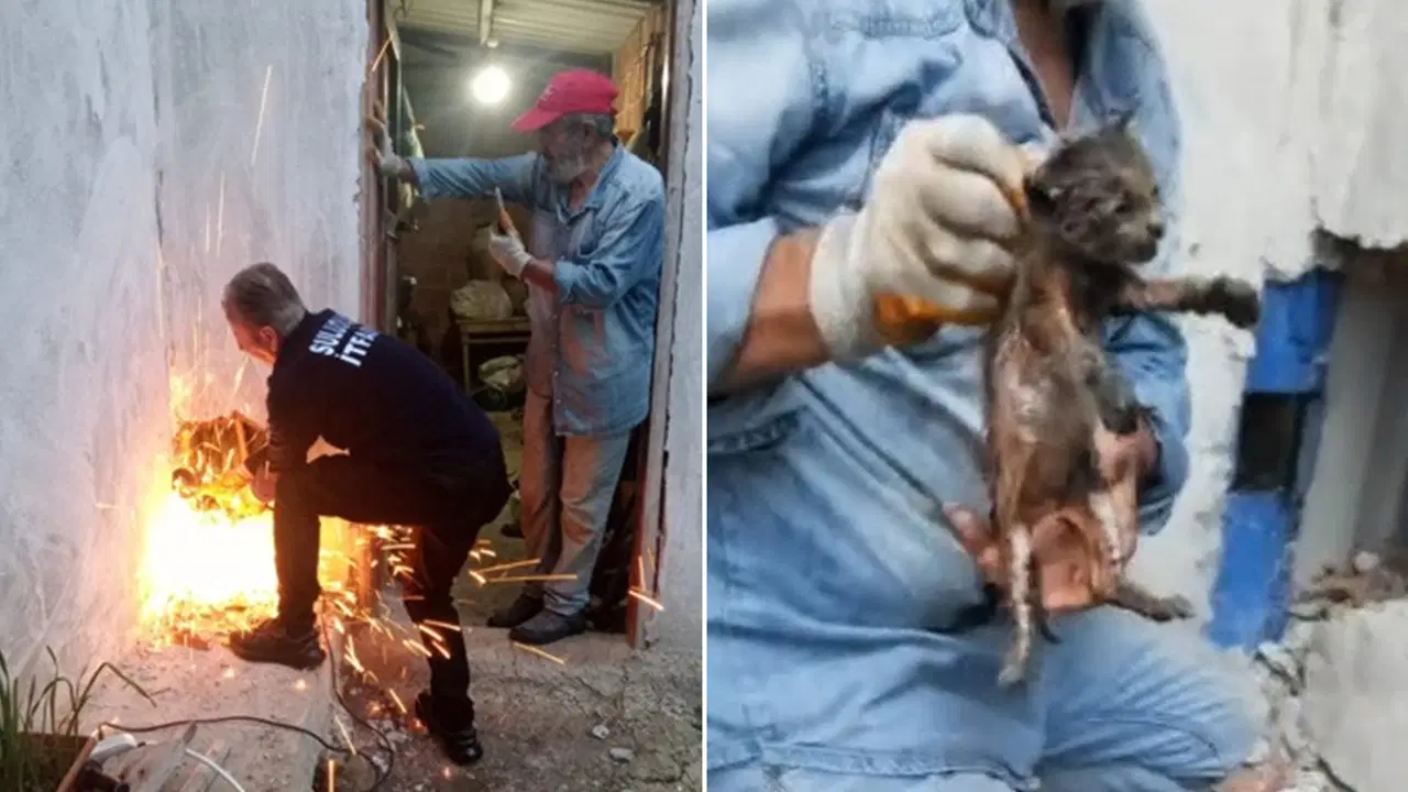 Amasya'da Bacaya Düşen Yavru Kedi İtfaiye Tarafından Kurtarıldı