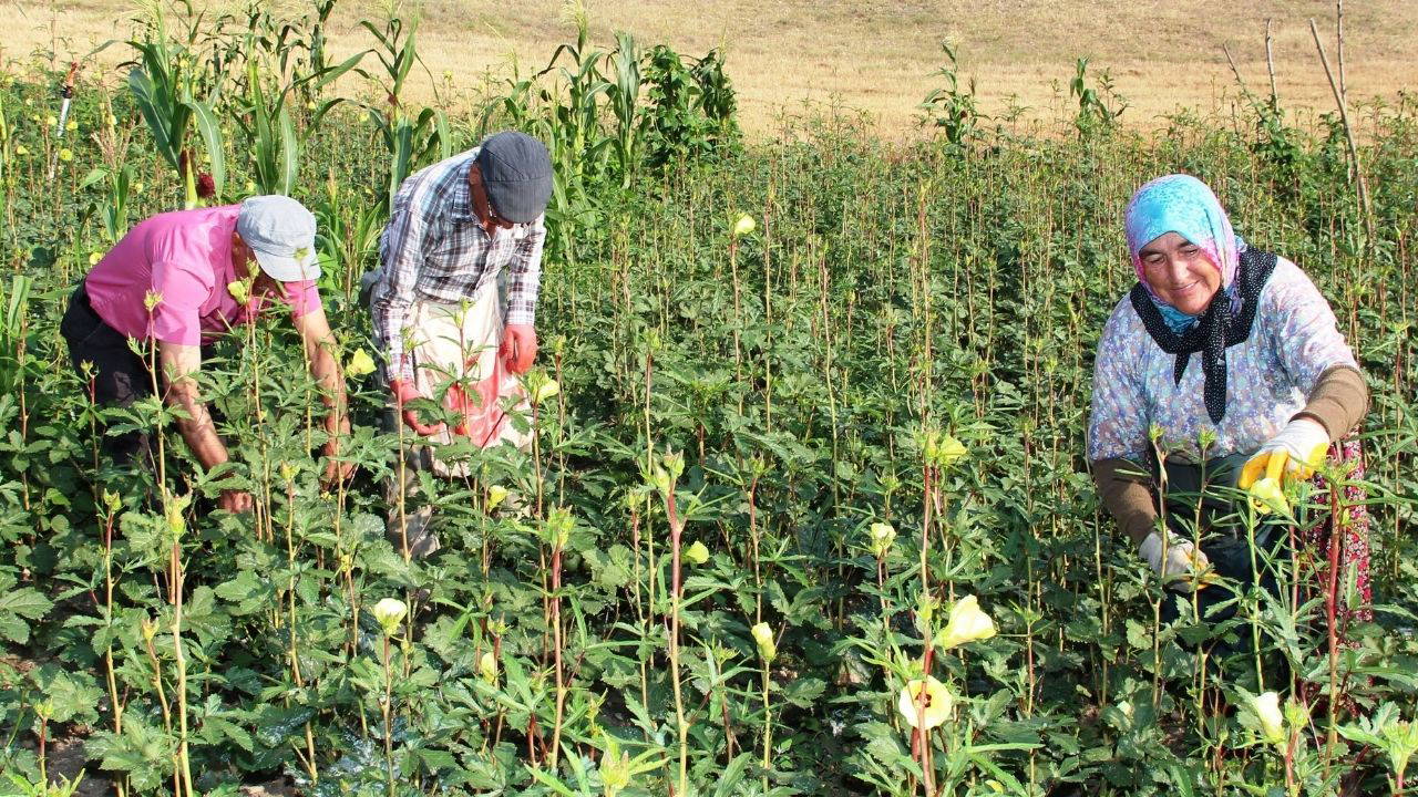 Amasya'nın çiçek bamyası altın değerinde: Kilosu bin 400 TL