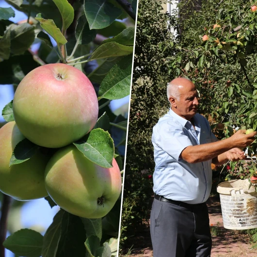 Amasya Misket Elması'nda Rekor Rekolte Beklentisi: 6 Bin 500 Ton