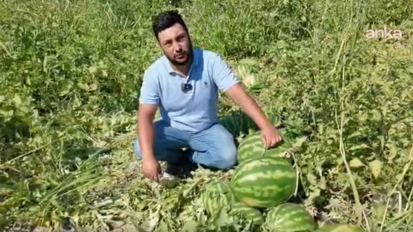Amik Ovası'nda Karpuz Rekoltesi Yüzde 150 Arttı