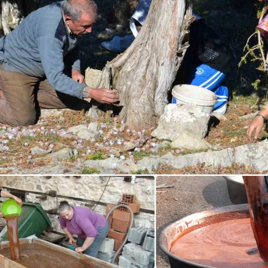 Andız Pekmezi Mesaisi: 5 Kilo Kozalaktan 1 Kilo Şurup