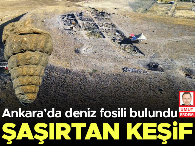 Ankara'da 66 Milyon Yıllık Deniz Fosili Bulundu