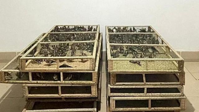 Ankara'da Saka Kuşu Üretip Satan Kişiye 1,4 Milyon Lira Ceza
