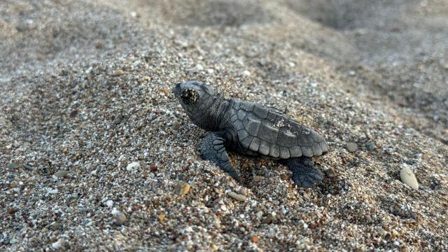 Antalya'da 200 Bin Caretta Caretta Yavrusu Denizle Buluştu