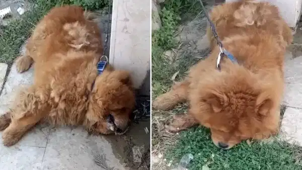 Alanya'da köpeğin sıcakta yürütülerek öldürüldüğü iddiası: 1 kişi gözaltına alındı