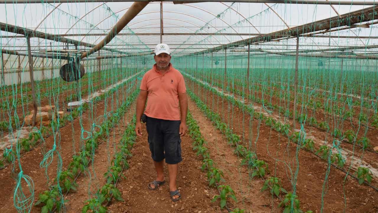 Antalya Çiftçileri Seralarda Ürünü Bıraktı: Kilo Fiyatı Şaşırttı