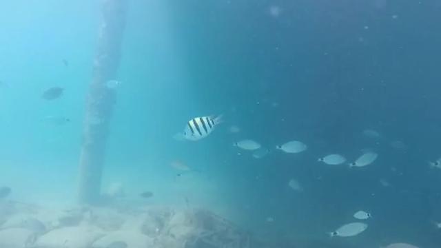 Antalya Körfezi'nde İstilacı Balık Türleri Artıyor