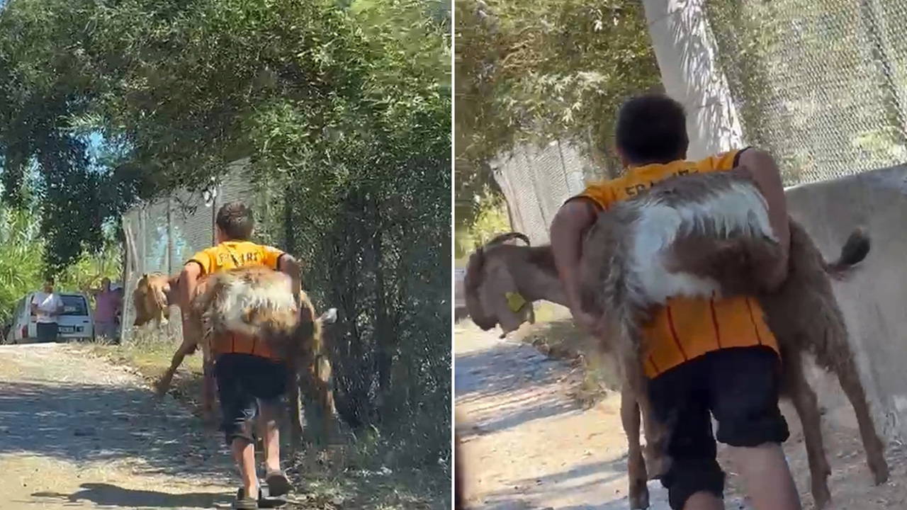 Antalya'da Orman Yangınında Yürek Isıtan Kurtarma: 2 Çocuk Keçiyi Sırtlarında Taşıdı