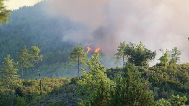 Antalya Serik'teki Orman Yangınının Enerjisi Düşürüldü
