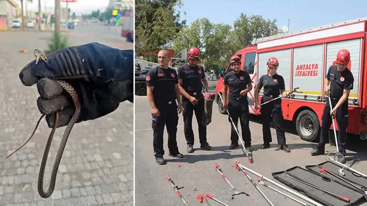Antalya'da Yılan İhbarları Patladı: Evlere Giriyorlar