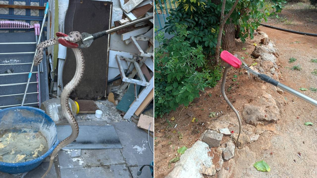Antalya'da sıcaklar yılanları evlere sürüklüyor: Günde 10 ihbar