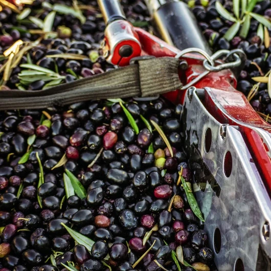 Antalya'da Zeytin Hasadı Başladı: Rekolte Yüzde 30 Artışla 70 Bin Tona Çıkıyor