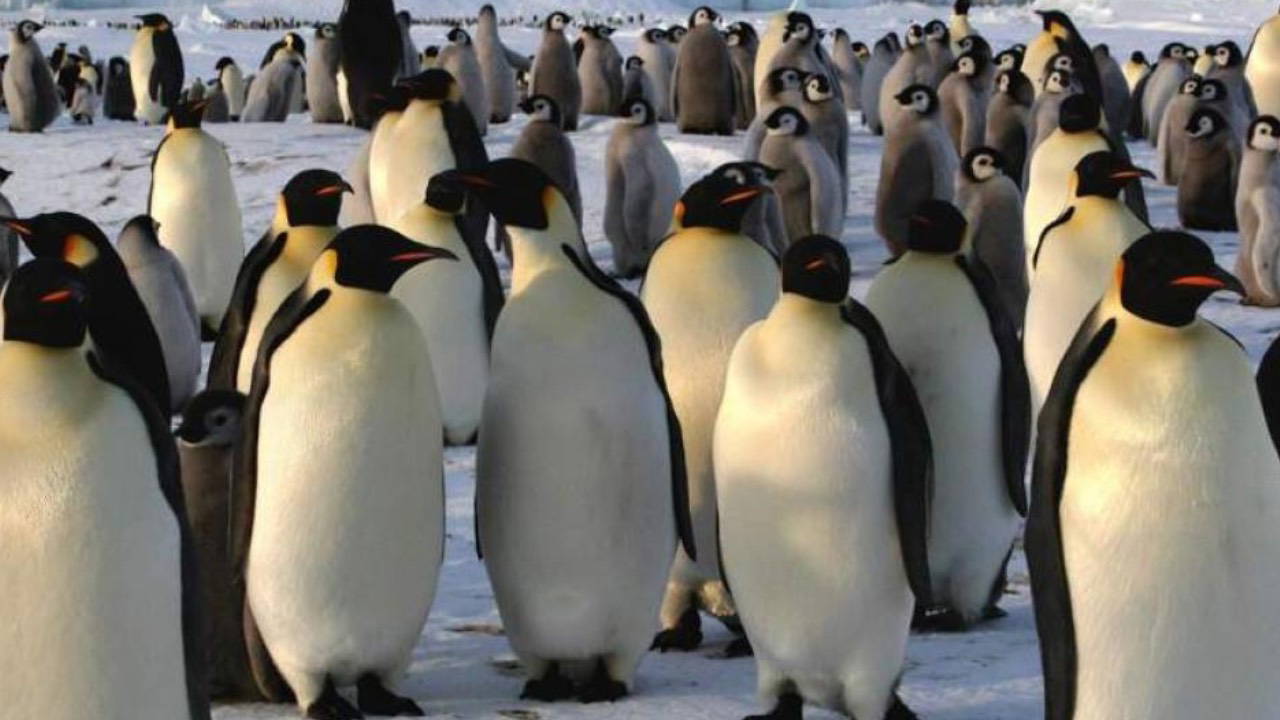 Antarktika'da Penguen Nüfusu Eridi: En Büyük Koloni Unvanı Kaybedildi