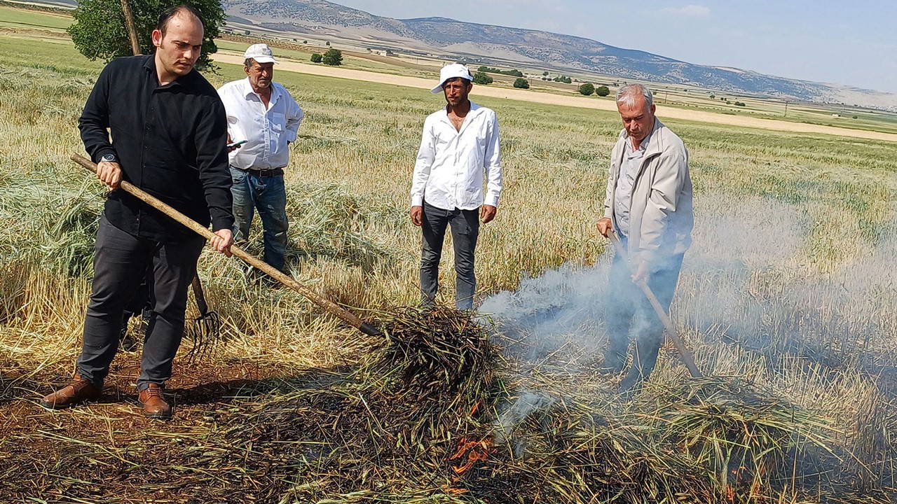 Araban Ovası'nda firiğ hasadı: Yılda sadece 1 hafta üretilebiliyor