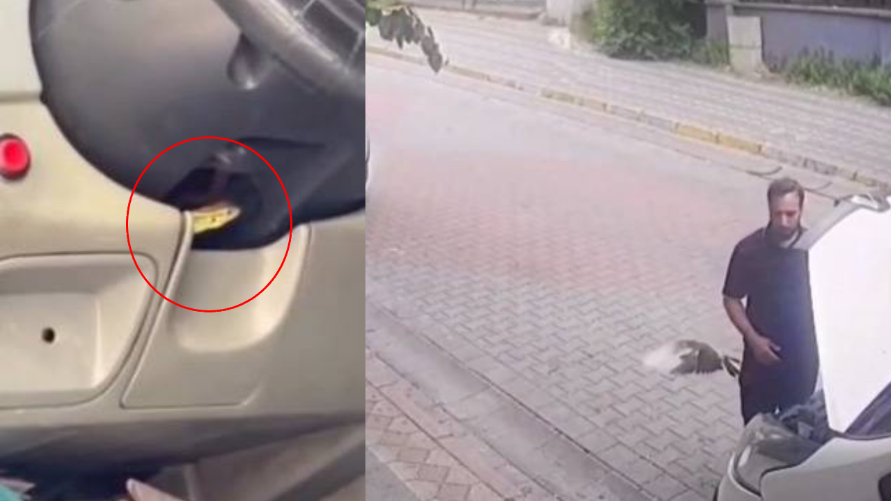 Araçlardan Kuş ve Kertenkele Çıktı! Sürücüler Ne Yapacağını Şaşırdı