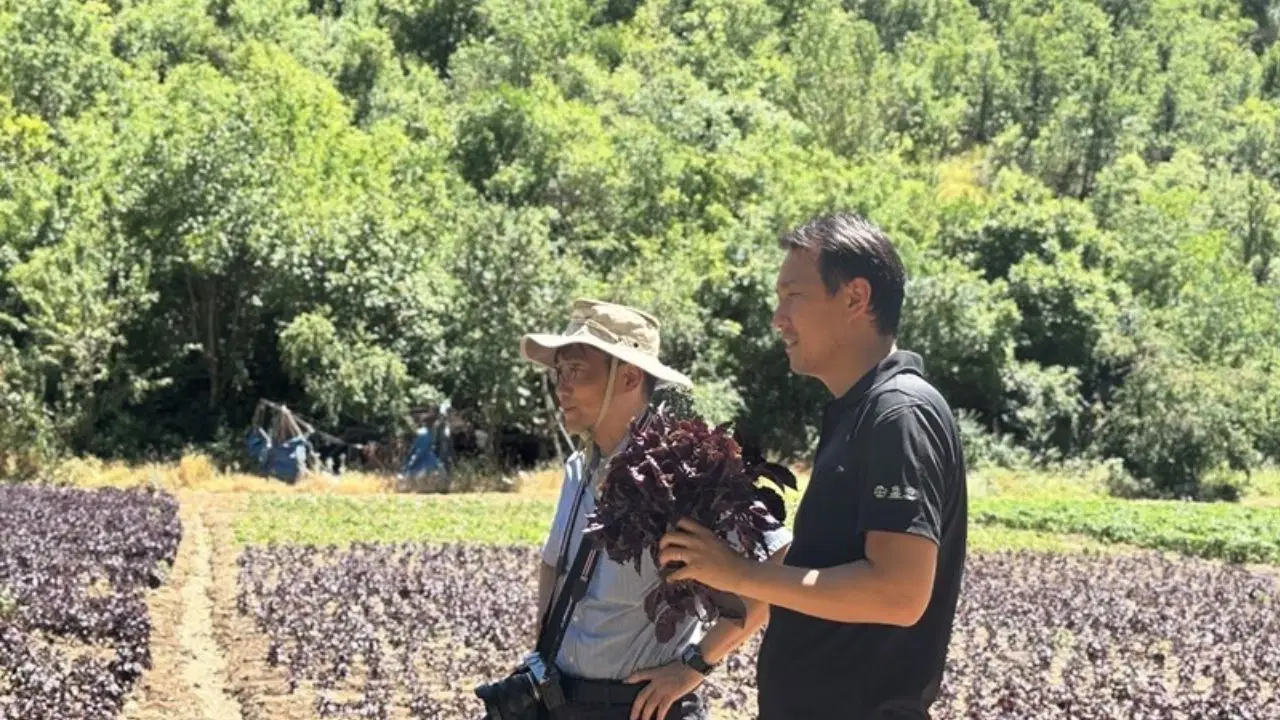 Arapgir'de mor reyhan üretimine Japon ilgisi