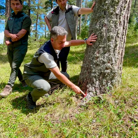 Ardahan'da Dolu Zararı Gören Sarıçam Ormanları Yeniden Yeşeriyor