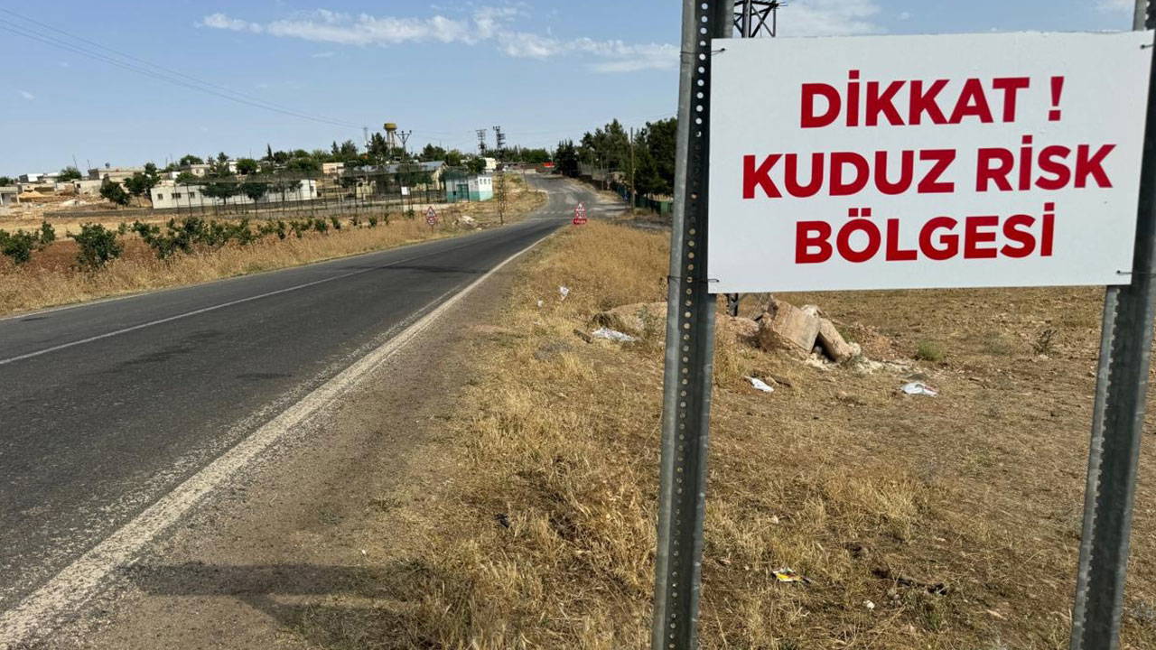 Ardahan'da Büyükbaş Hayvanda Kuduz Tespiti: Gürçayır Karantina Altında