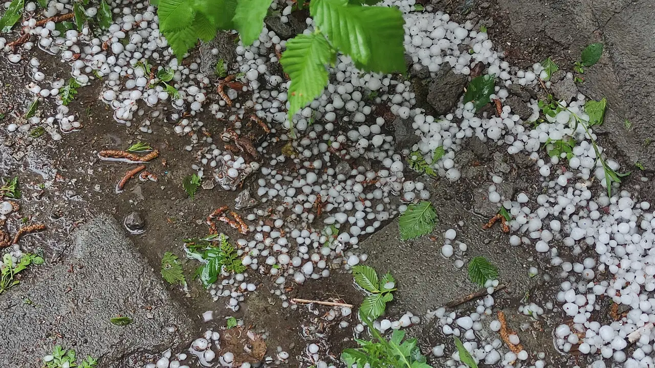 Ardahan'da sağanak ve dolu tarım arazilerini vurdu, üretici mağdur