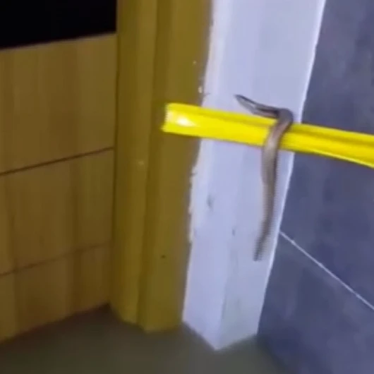Arnavutköy'de Su Baskınında Yüzen Yılan Panik Yarattı