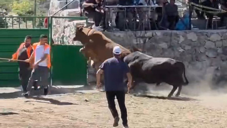 Artvin'de Boğa Güreşinde Nefes Kesen Anlar: 600 Kiloluk Boğa Demir Kapıdan Uçtu