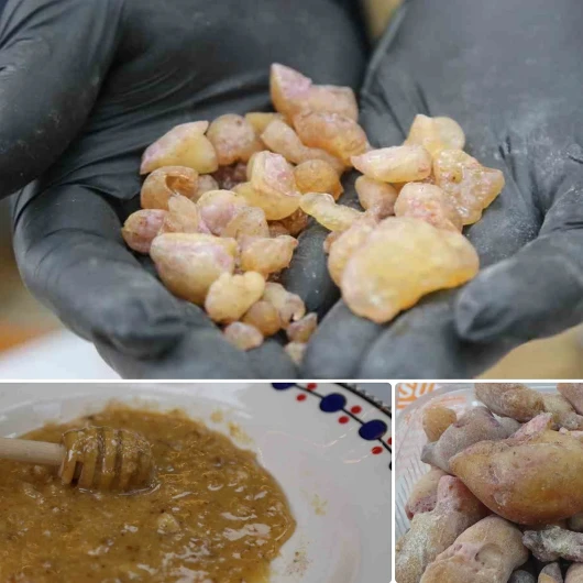 Artvin'de 20 Metrelik Ağaçlardan Elle Toplanan Çam Sakızı: Kilosu 10 Bin Liraya Ulaştı