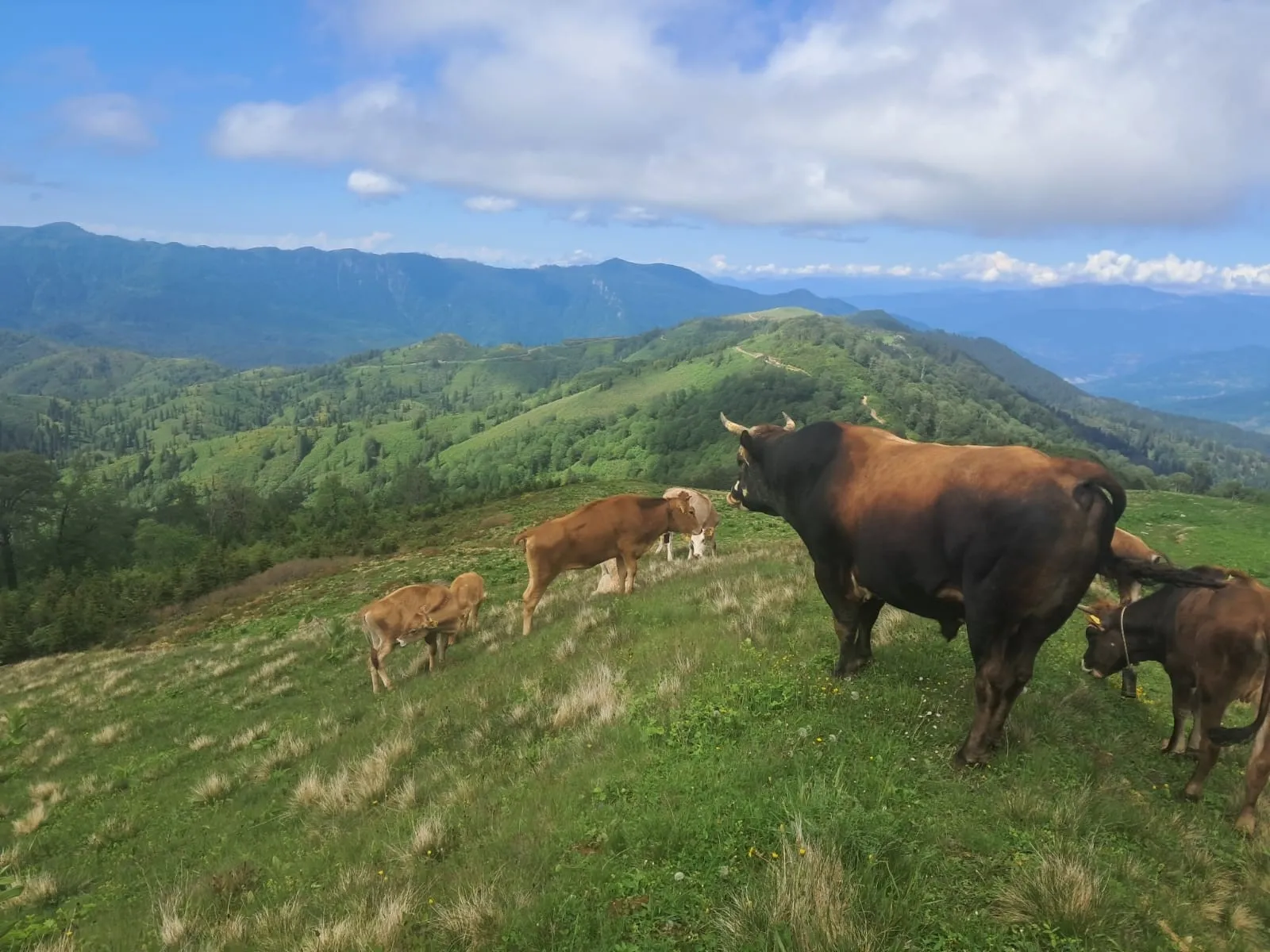 Artvin'de 700 Kiloluk Boğa Saldırısı: 63 Yaşındaki Adam Yaralandı