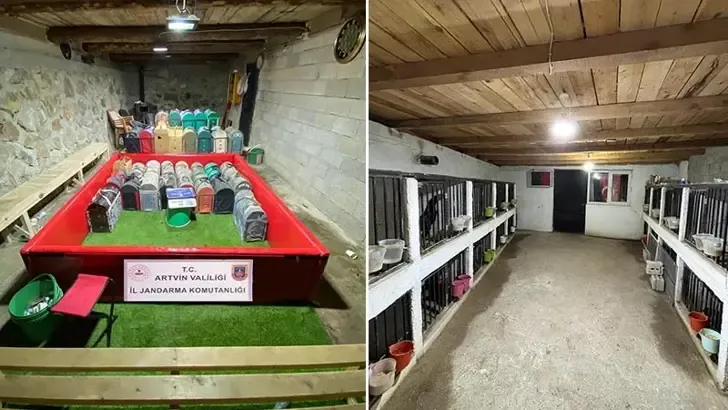 Artvin'de horoz dövüşü operasyonu: 39 kişiye para cezası