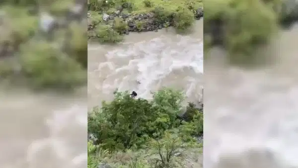 Artvin'de otomobil Çoruh Nehri'ne uçtu: Baba ve oğul kayıp