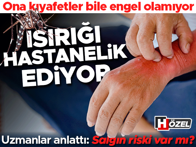 Isırığı hastanelik ediyor! Asya Kaplan sivrisineği Türkiye'de kalıcı mı