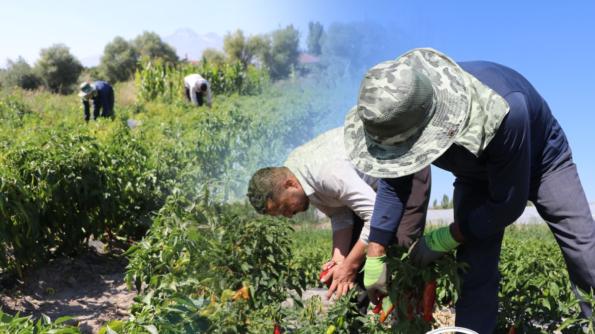Ata Tohumu Ürününde Rekolte Yüzde 25 Arttı: Kilosu 1300 Lira