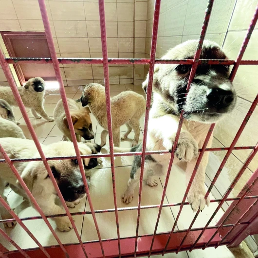 Atık Gıdalar Barınaklardaki Köpekler İçin Mamaya Dönüşecek