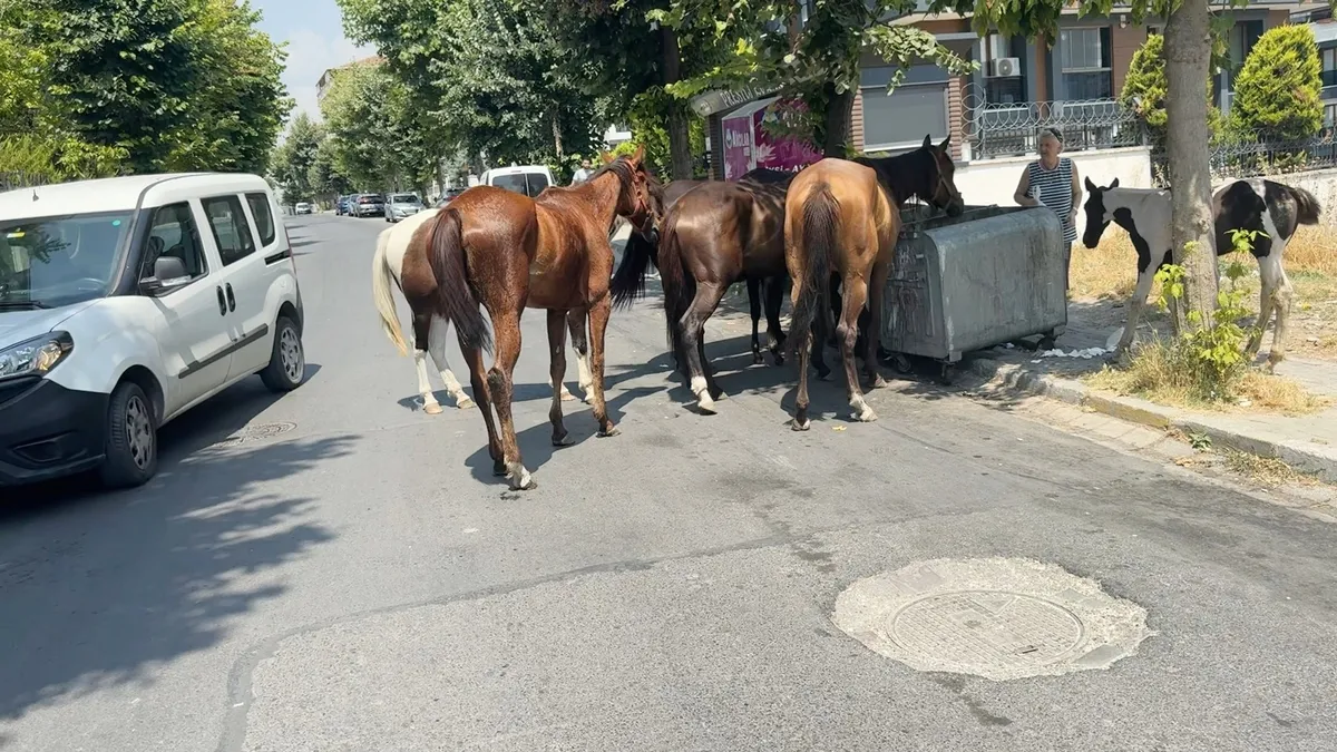 Avcılar'da başıboş atlar tehlike saçıyor: Belediyeye tepki büyüyor