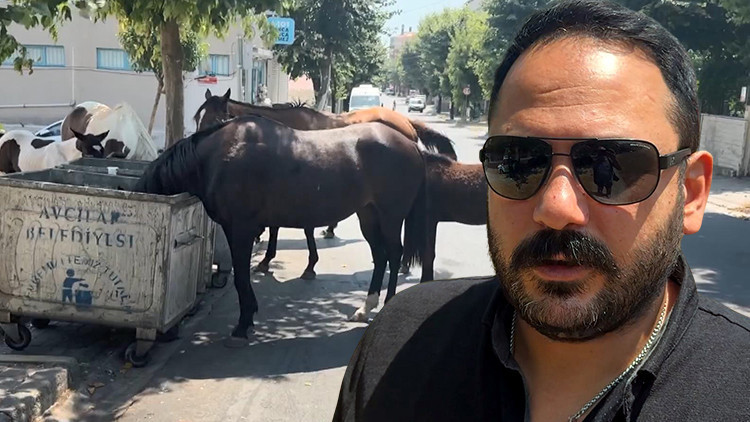 Avcılar'da yılkı atları tehlike saçıyor! Mahalleli endişeli