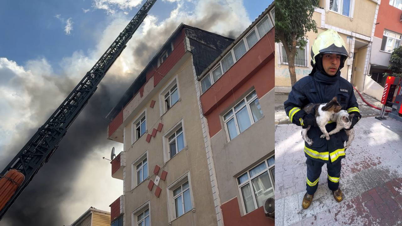 Avcılar'da Yangın: 10 Kedi Hayatını Kaybetti, 13'ü Kurtarıldı