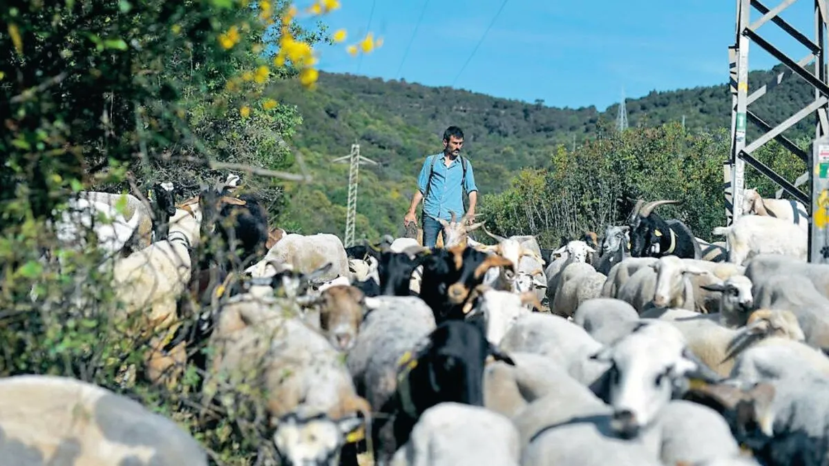 Avrupa’nın yangınlara çözümü: Keçi sürüleri
