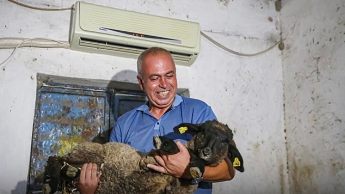 Avukatlığı bırakıp hayvancılığa başladı, sıcakta ahıra klima taktırdı