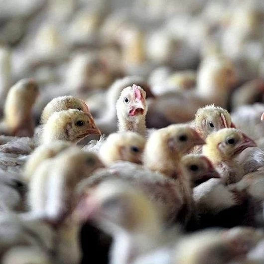 Avustralya'da kuş gribi alarmı: Tavuklar kapalı alanda yaşayacak