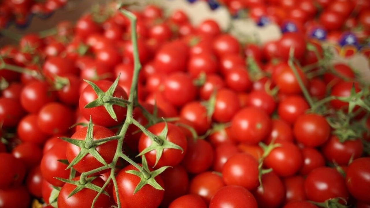 Ayaş Domatesinde Hasat Dönemi Başladı: Rekolte Dönüm Başına 5 Ton