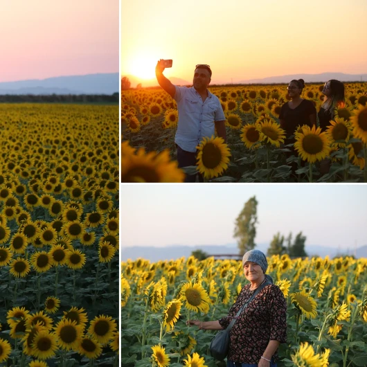 Aydın'da Ayçiçeği Tarlaları Gün Batımında Görsel Şölen Sunuyor