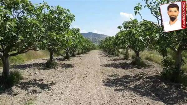 Aydın’da incir bahçesine JES onayı: 'Sarı lop'un başkentinde tepki