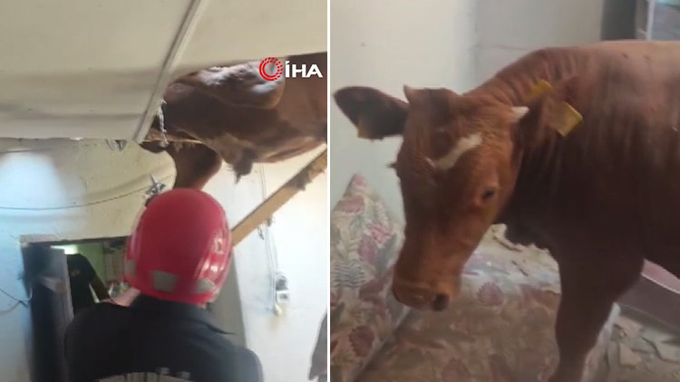 Aydın'da İnek Peşindeki Boğa Evin Çatısına Düştü