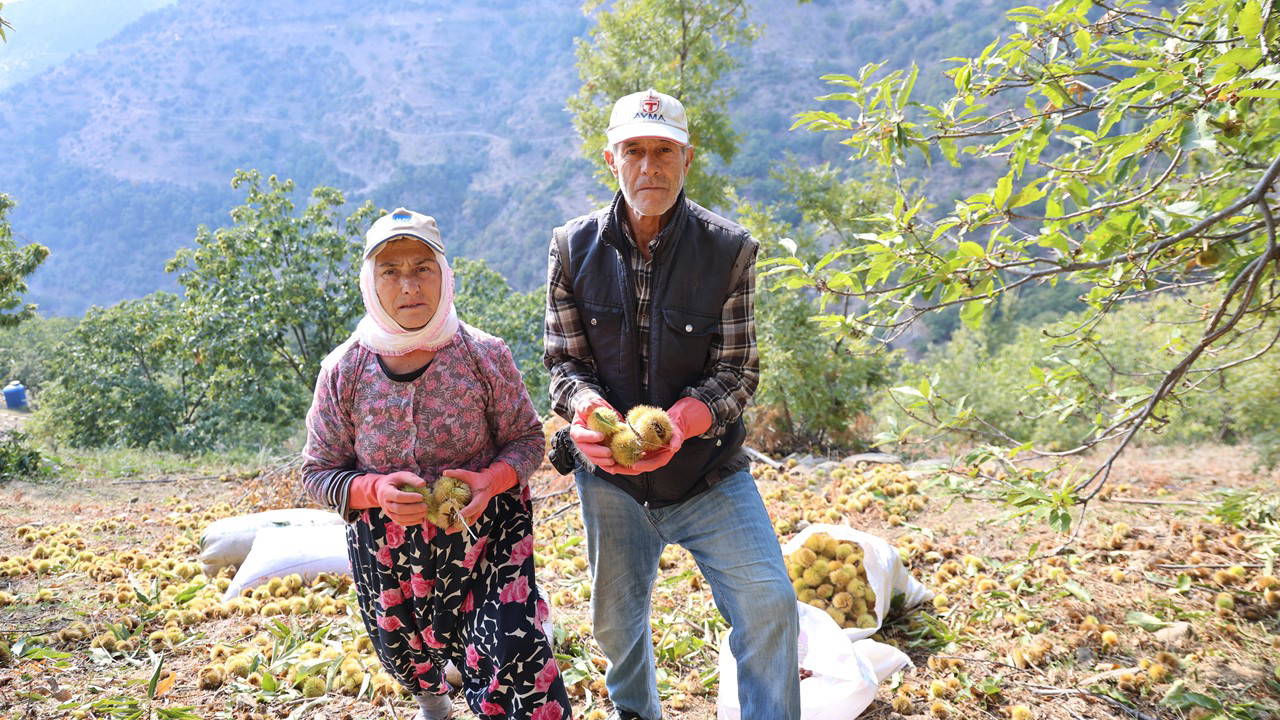 Aydın'da Kestane Hasadı 15 Gün Gecikti, Dolu Rekolteyi Vurdu