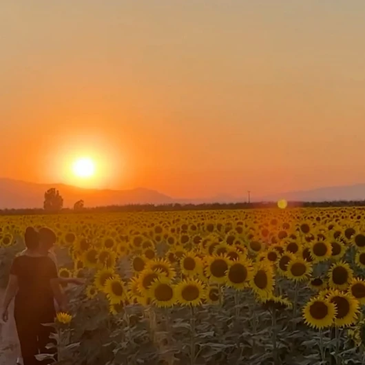 Aydın'da Ayçiçeği Tarlaları Görsel Şölene Dönüştü