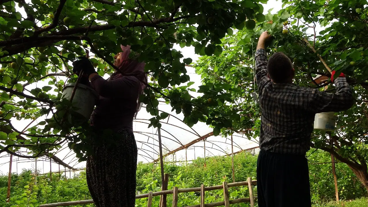 Aydın'da 'Magador' kayısı hasadı başladı: Ağaç başına 50 kilo verim