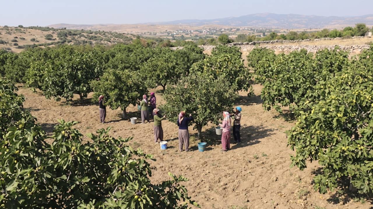 Aydın'da Rekor Hasat: Kilosu 850 Liraya Ulaşan İncir Üreticinin Yüzünü Güldürdü